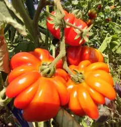 ルアちゃん様 リクエスト 4点 まとめ商品