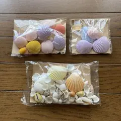 貝殻セット 40個以上 多色