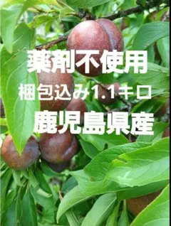 2026年最新】鹿児島産すももの人気アイテム - メルカリ