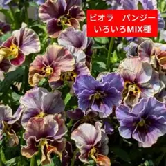 TAKA様 リクエスト 3点 まとめ商品
