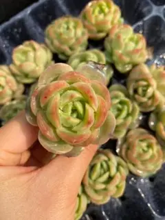 I*U様 チビミドリ　A0016×20苗　カット苗 多肉植物 エケベリア 韓国苗