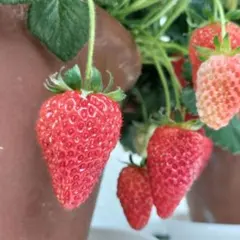 ★断捨離中✩ ★⭐︎レア⭐︎ピンク花　桜色　いちご苗　2苗　メルカリ便 ☆断捨離中 レア⭐︎ピンク花 桜色 いちご苗 2