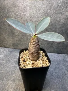 2026年最新】パキポディオイデスの人気アイテム - メルカリ