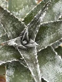 2026年最新】エアープランツ 希少の人気アイテム - メルカリ