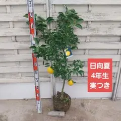 春うららさま専用