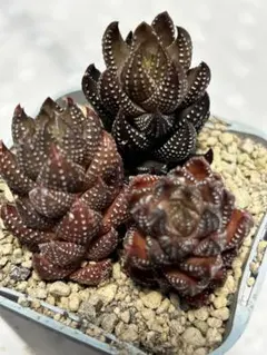 クリスティーナ様 リクエスト 3点 まとめ商品