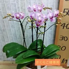 タニータニー様専用 - メルカリ