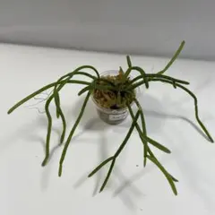 2025年最新】リプサリスの人気アイテム - メルカリ