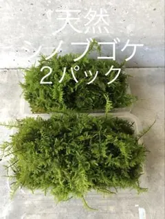 天然マツモ□2.6Lバケツ盛り‼️⚠️北海道、沖縄県、離島は発送しま