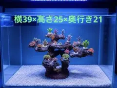 人工ライブロック SG21／9穴 擬岩/30cm水槽〜/海水水槽/サンゴ水槽