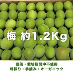 無農薬 朝採れ青梅 約1.2kg 梅酒 梅ジュース専用 オーガニック 送料無料のサムネイル