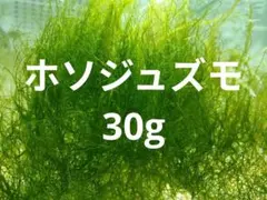 ホソジュズモ 30g 海水水槽 海藻 リフジウムホソジュズモ 水草のサムネイル