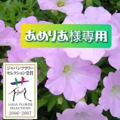あめりあ様専用 さくらさくら 1苗♪