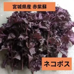 宮城県産 赤紫蘇 ネコポス 茎付きのサムネイル