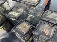 2026年最新】温室・飼育ケースの人気アイテム - メルカリ