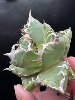 ユダ様 リクエスト 2点 まとめ商品