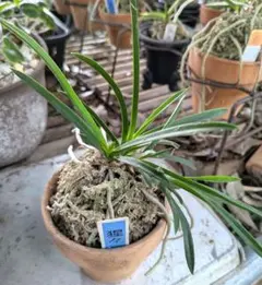 風蘭　大株⑨ Yahoo!オークション -「フウラン 大株」の落札相場・落札価格