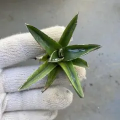 2025年最新】笹の雪 ダルマの人気アイテム - メルカリ