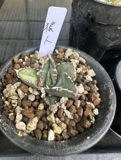 2026年最新】チタノタ 狼人の人気アイテム - メルカリ