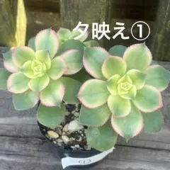 多肉植物 抜き苗 アエオニウム 夕映え①