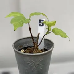 Lucky様 リクエスト 2点 まとめ商品