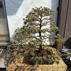仕立て物 五葉松 約90cm【ゴヨウマツ/姫小松/盆栽】21 - メルカリ