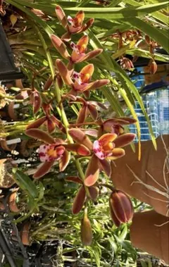 2026年最新】洋蘭原種の人気アイテム - メルカリ