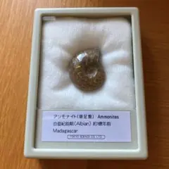 アンモナイト 化石