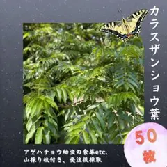 アゲハ幼虫用】石川県産カラスザンショウ 枝付き葉 お手頃 50枚以上