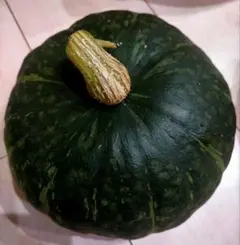 かぼちゃの種　鈴マロン　固定種　無農薬