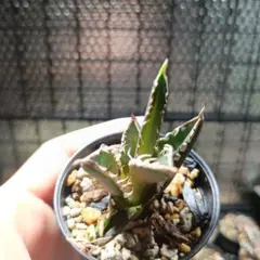 しなしさん様 リクエスト 3点 まとめ商品