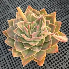 多肉植物　サンタバーバラ