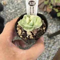 エケベリア ラブリーローズ錦 斑入り抜き苗発送 - メルカリ