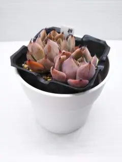 2026年最新】相府蓮×ざわわの人気アイテム - メルカリ