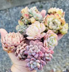 多肉植物　エケベリア　韓国苗　カット苗　多肉弁当　寄せ植えセット　双頭＆多頭