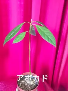 アボカド ガーデニング