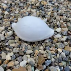 ウミウサギ貝　貝殻　置物