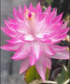 みきちゃん様 リクエスト 2点 まとめ商品