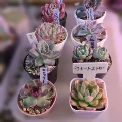 エケベリア８鉢セット多肉植物
