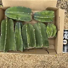 15本セット価格 柱サボテン ドライガーデン ロストラータ サボテン
