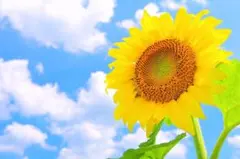 りんちゃん様専用