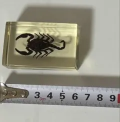 ワニとサソリの剥製セット ワニとサソリの剥製セット ワニとサソリの剥製セット ワニとサソリの