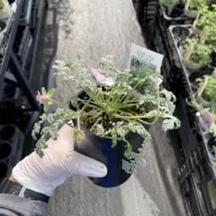 まる@Y様 リクエスト 4点 まとめ商品