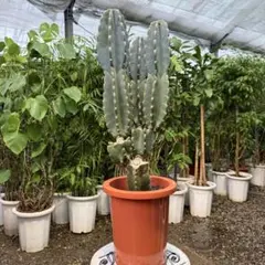売り切越冬済 柱サボテン 鬼面角 発根 ドライガーデン ロストラータ