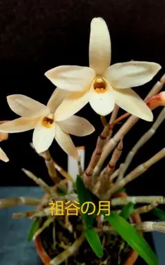 kanon様 リクエスト 9点 まとめ商品