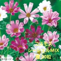 27 コスモスの種 mix - メルカリ