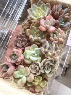 SALE❣️現品のみ❣️チビ苗詰め合わせセット❣️多肉 韓国苗 寄せ植え カット苗のサムネイル
