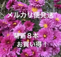 秋咲き菊苗8本☆ お得用♪メルカリ便発送 - メルカリ
