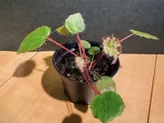週末セール　怪奇植物 ベゴニアメラノブラータ 希少植物④ 夏セール 怪奇植物 ベゴニアメラノブラータ 希少植物④ - メルカリ