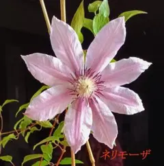 tutom723様 リクエスト 2点 まとめ商品